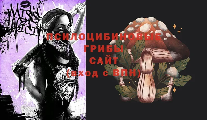 наркота  Родники  Псилоцибиновые грибы Psilocybe 